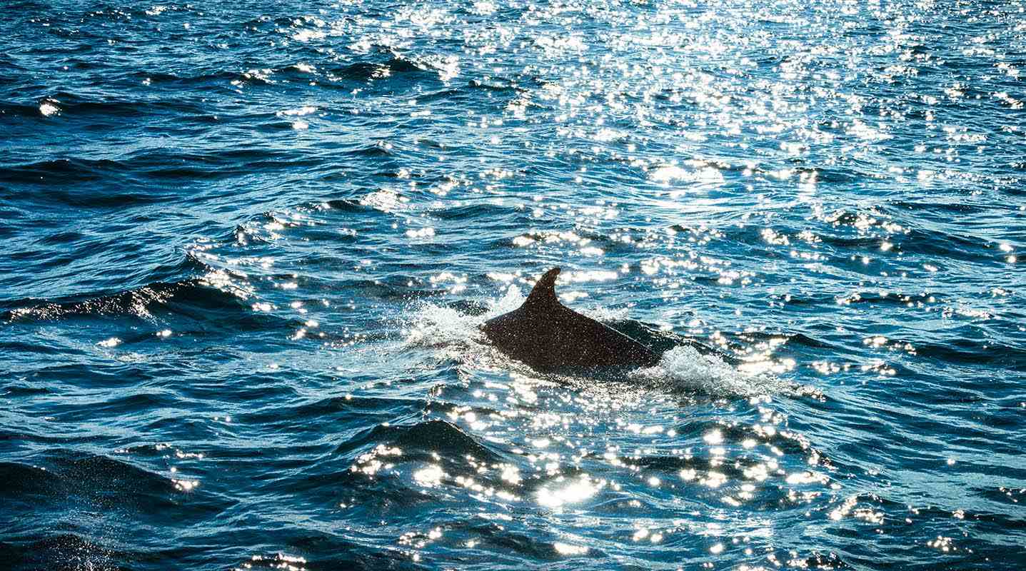 Dolphins