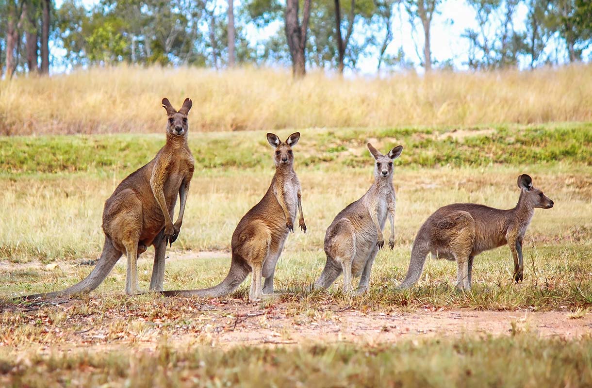 Kangaroos - Australia
