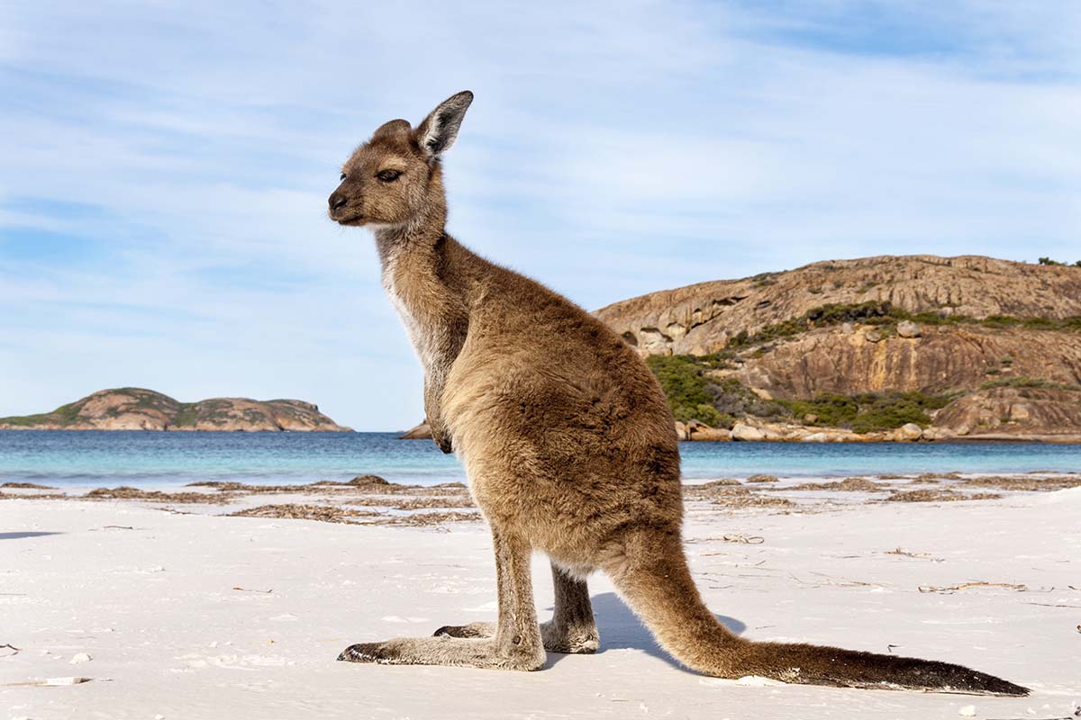Kangaroo - Australia