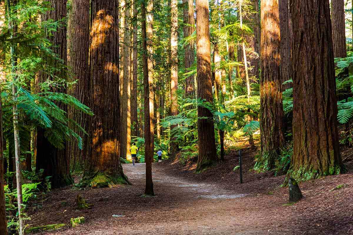 Forest - Australia