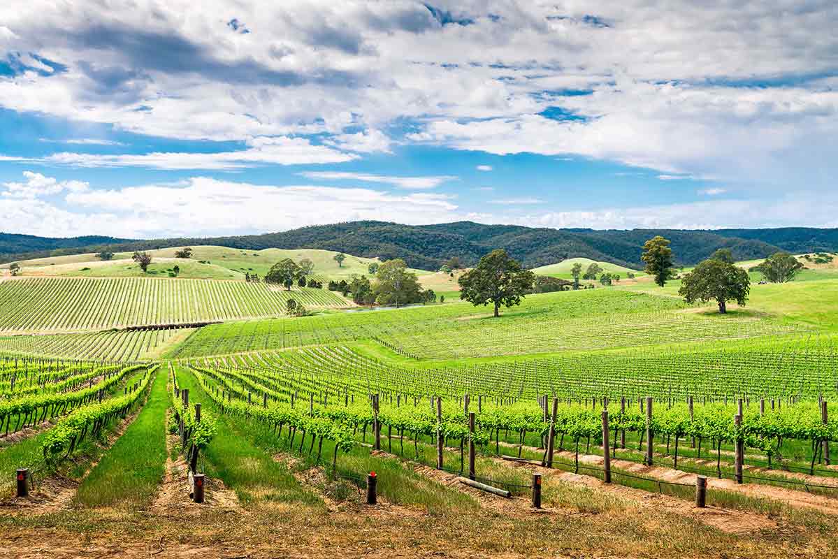 Wine Valley - Australia