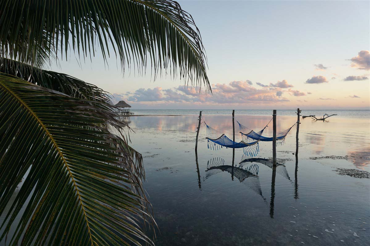 Palm tree and beach - Belize