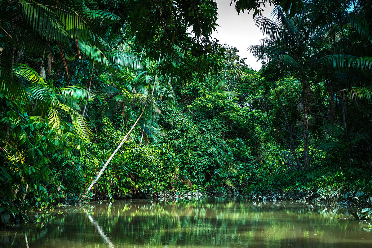 Forest - Brazil