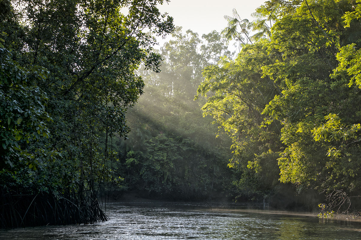 Jungle ans river - Brazil