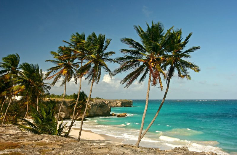 Palm trees and beach - Barbados