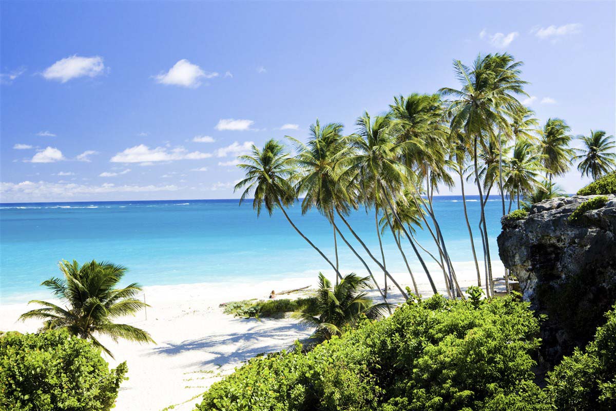 Palm trees and beach - Barbados