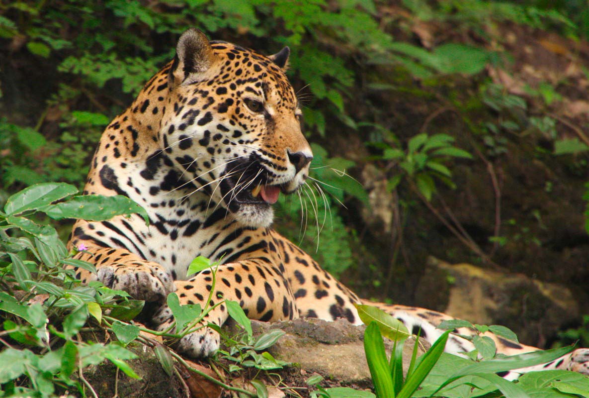 Leopard