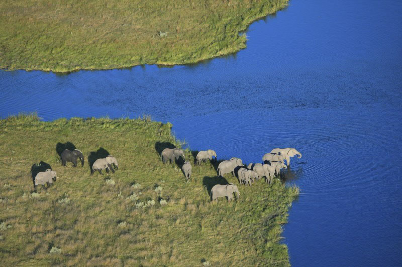 Elephants in Botswana