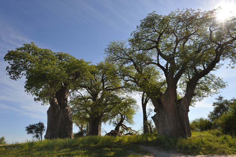 Nxai Pan National Park - Botswana