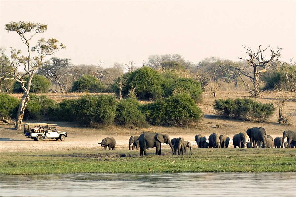 Safari in Chobe National Park - Botswana