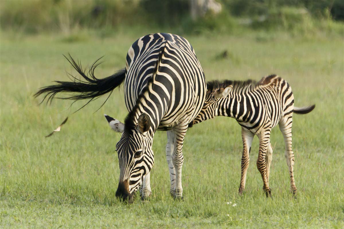 Zebras in Botswana