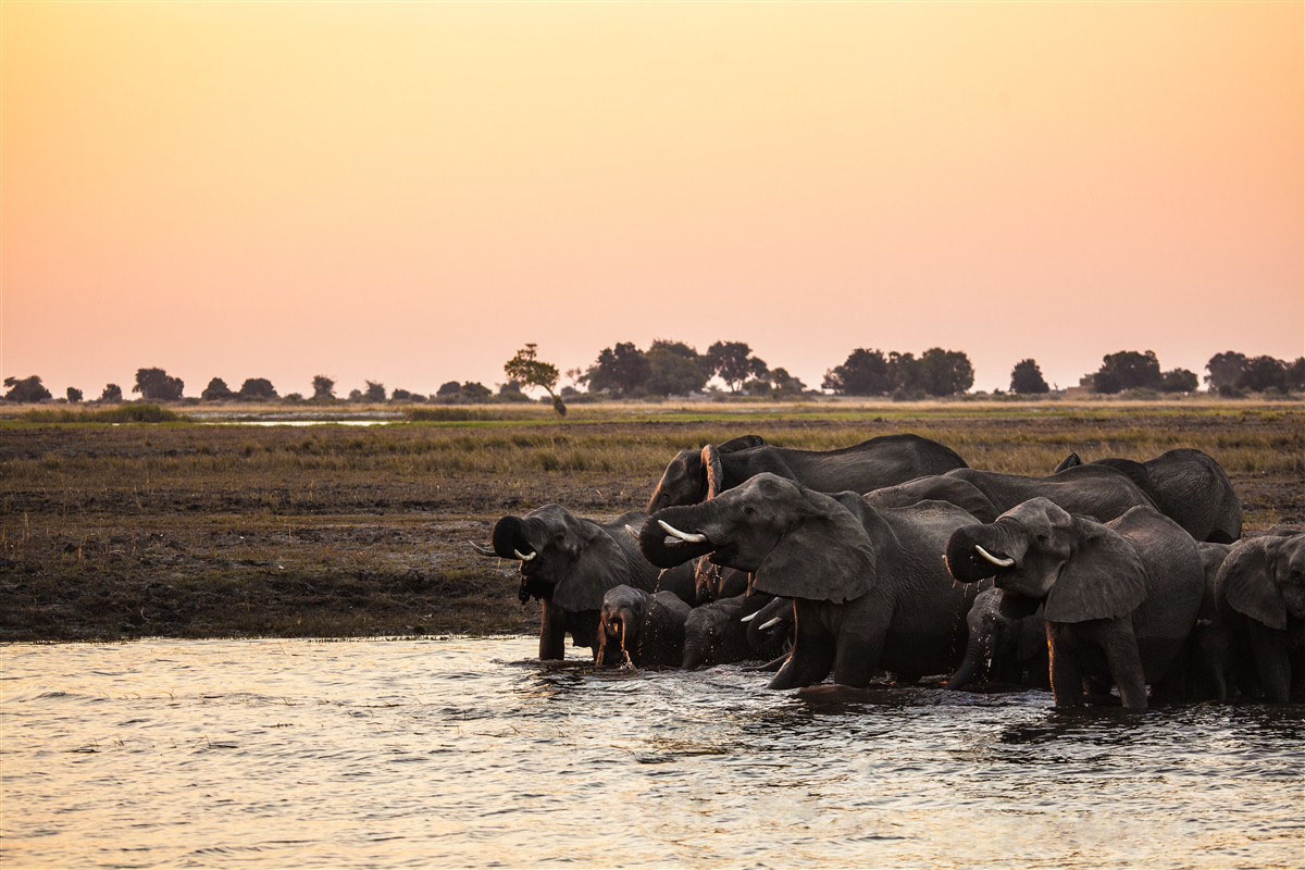 Elephants - Chobe National Park - Botswana