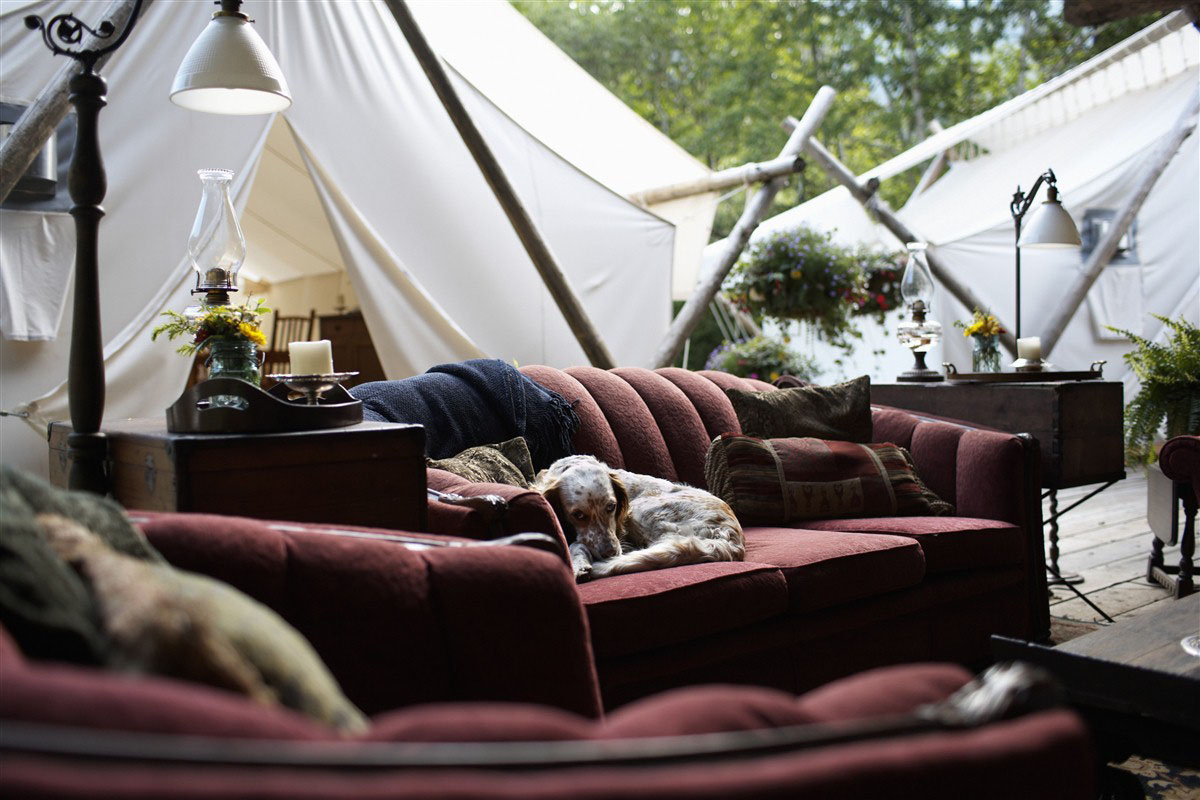 Dog in a sofa - British Columbia - Canada