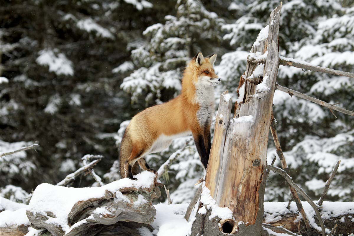 Fox in the snow - Canada