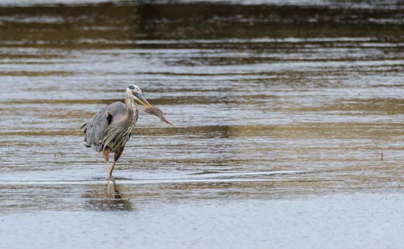 Grey heron - Canada