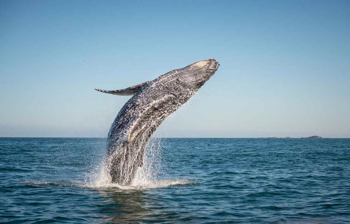 Whale jumping out of the water - Canada