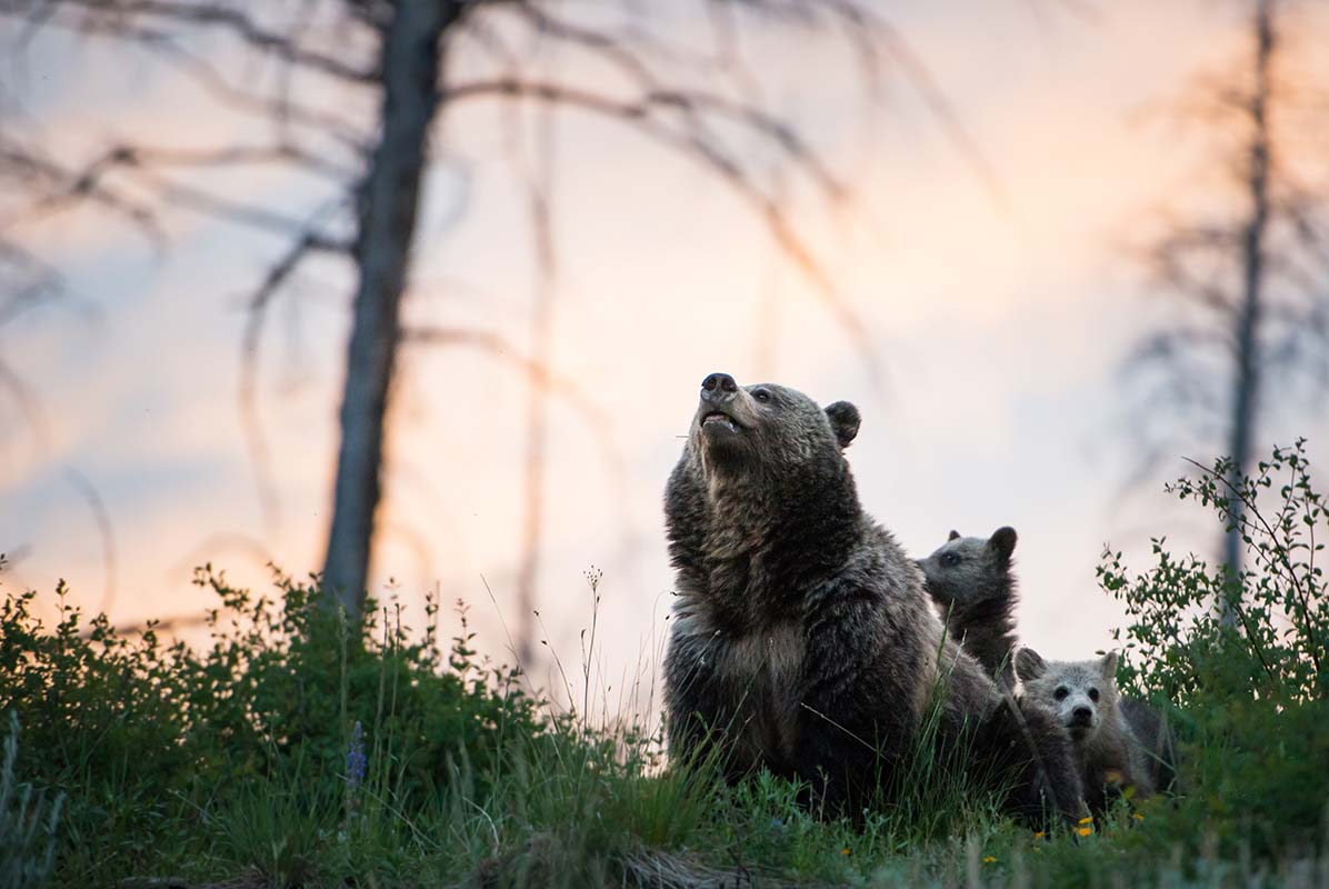 Bears - Canada