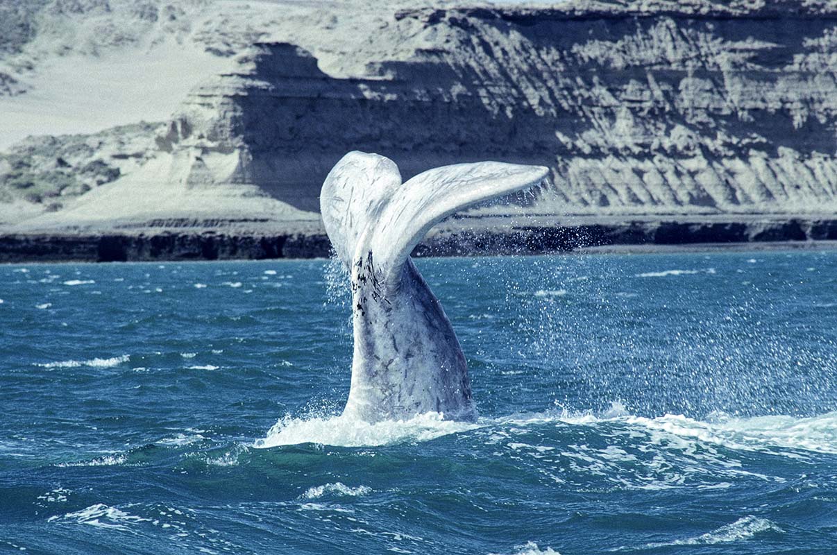 Whale in Antarctica