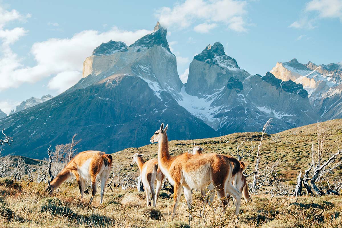 Parc Torres del Paine - Chili