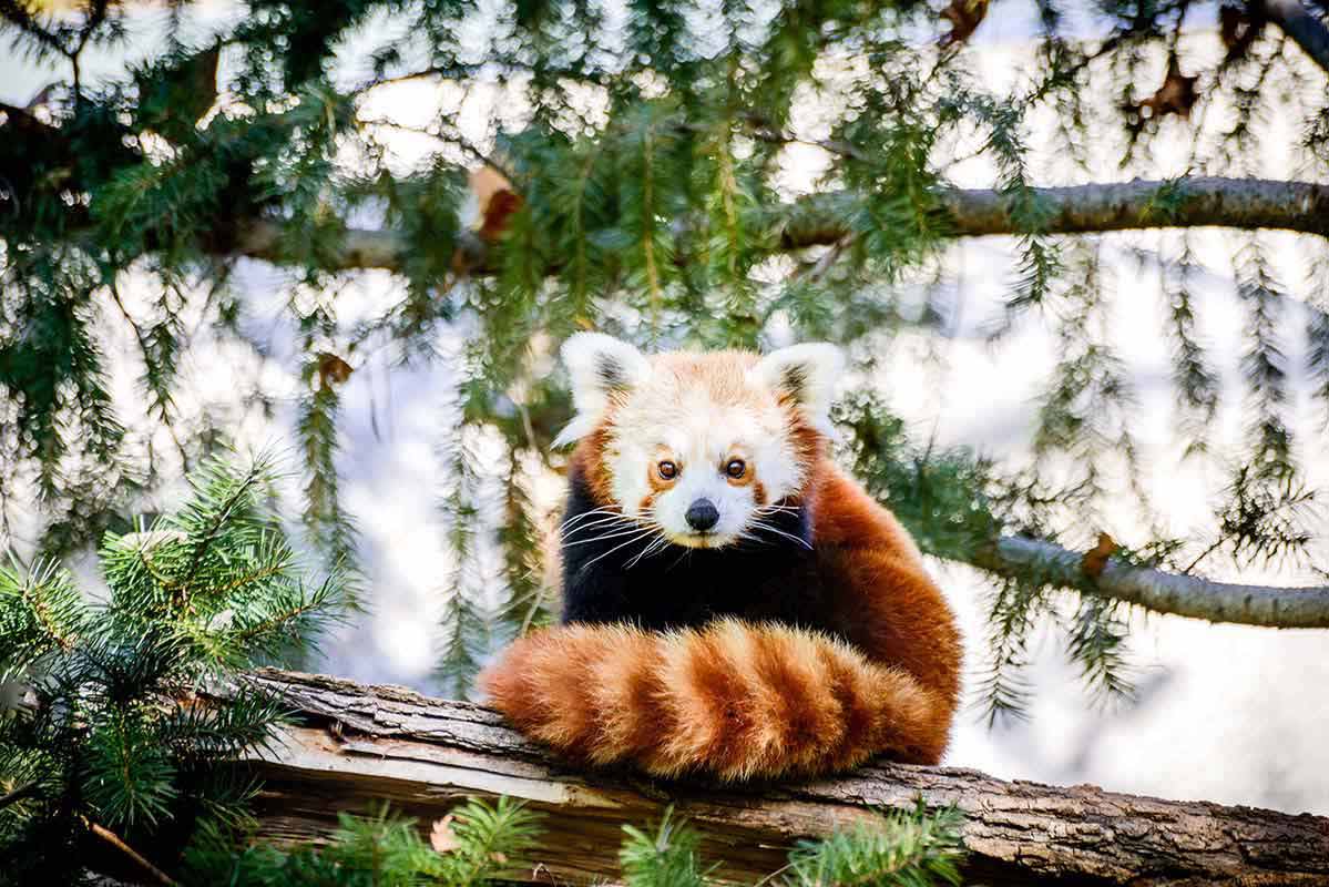 Red Panda - Shichuan - China 