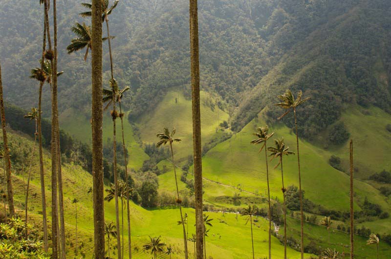Mounains and palm trees - Colombia