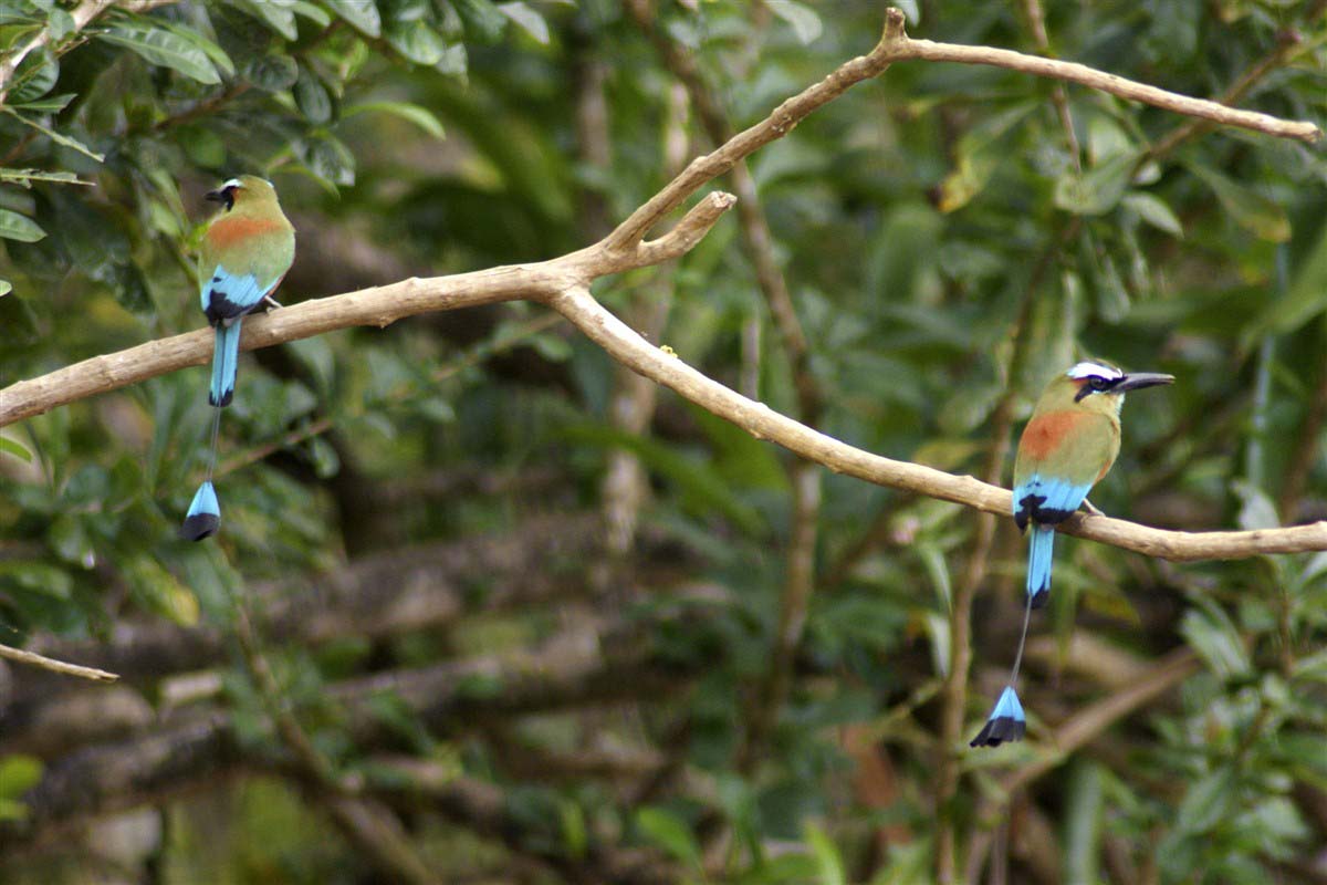 Birds - Tarcoles - Costa Rica
