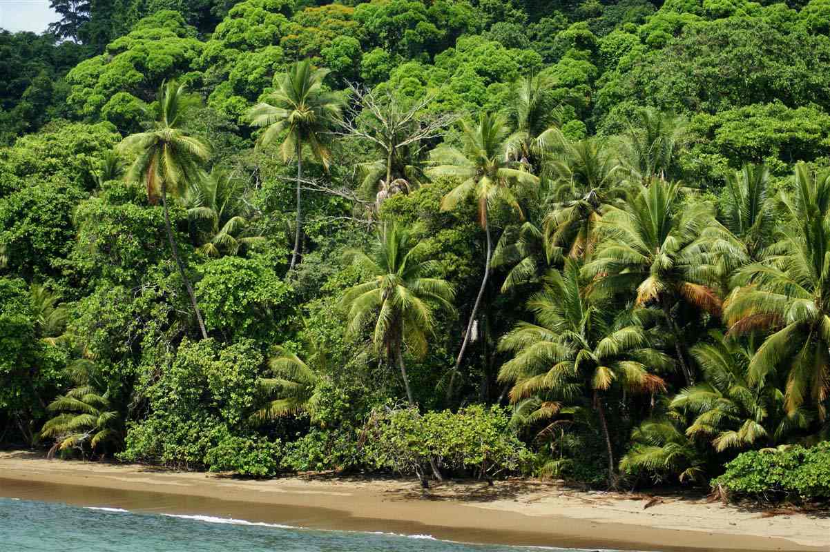 Jungle and beach - Coast Rica