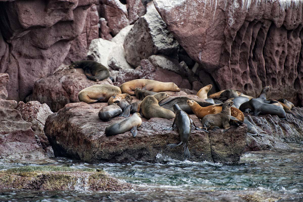 Seals - Galapagos - Ecuador