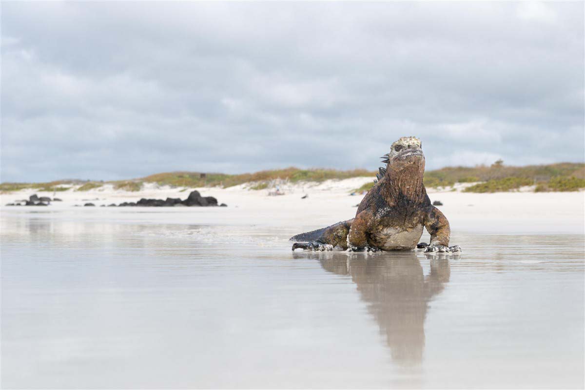 Santa Cruz - Galapagos - Ecuador
