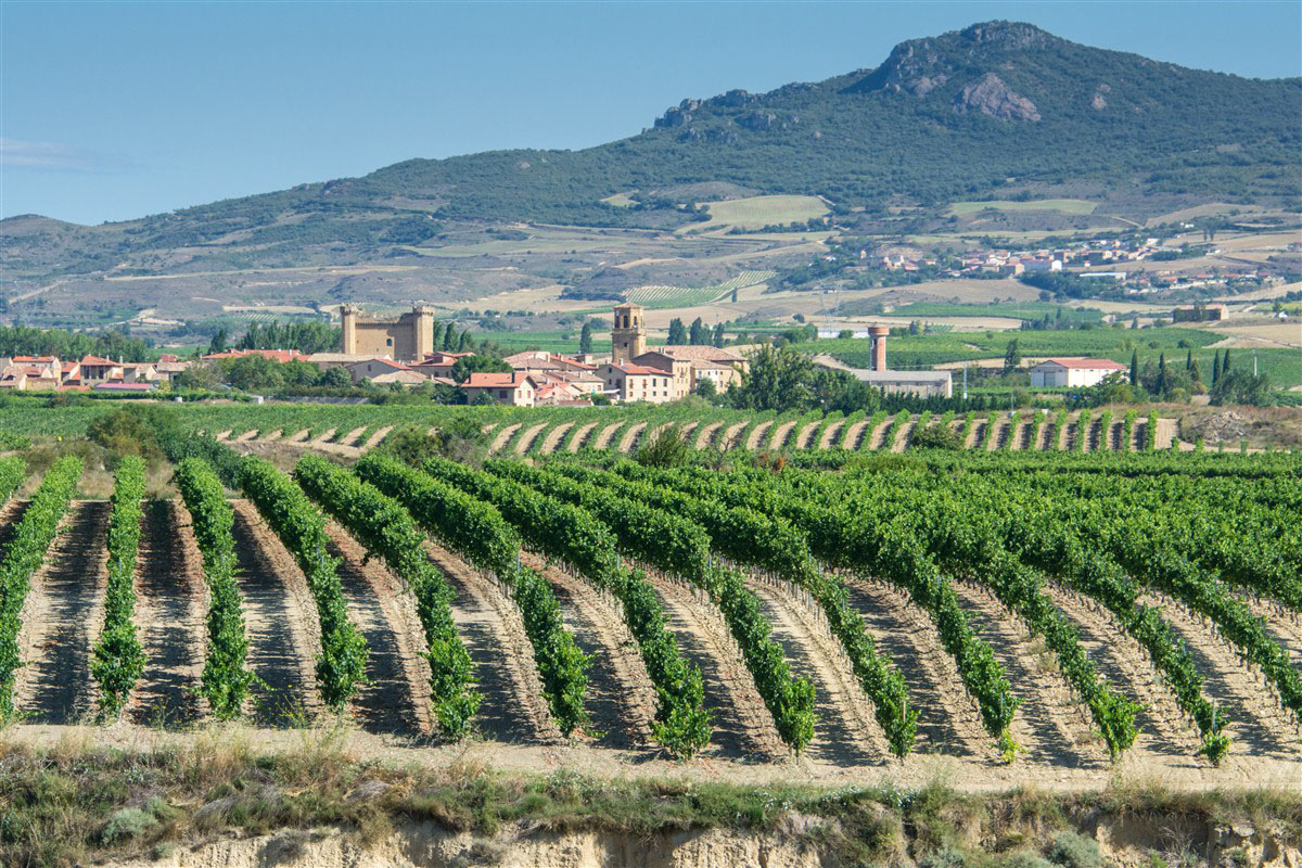 Wineyards - Spain