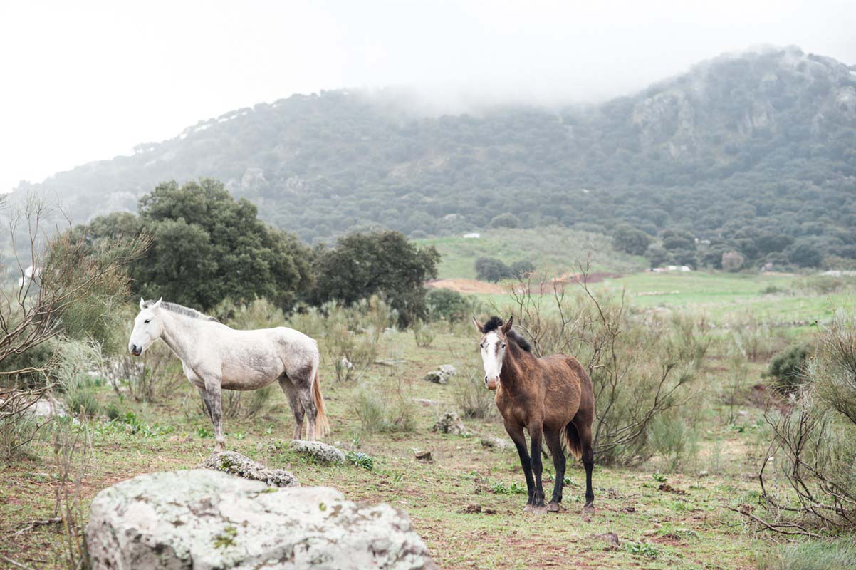 Horses - Spain