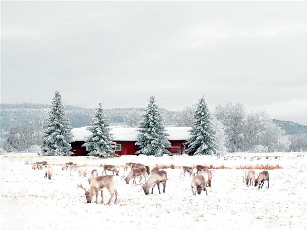 Reindeer herding - Lapland - Finland