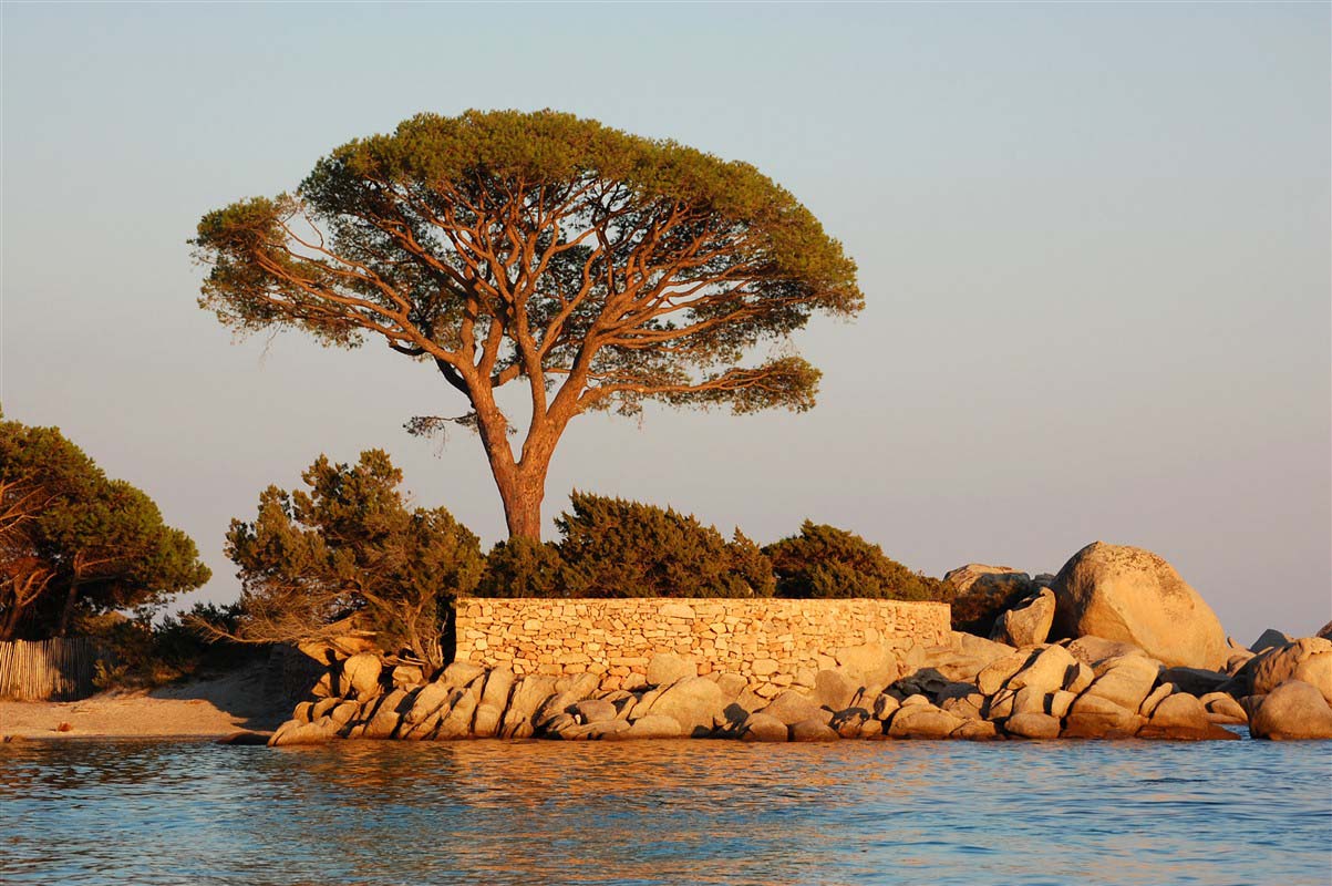 Tree - Corsica  - France