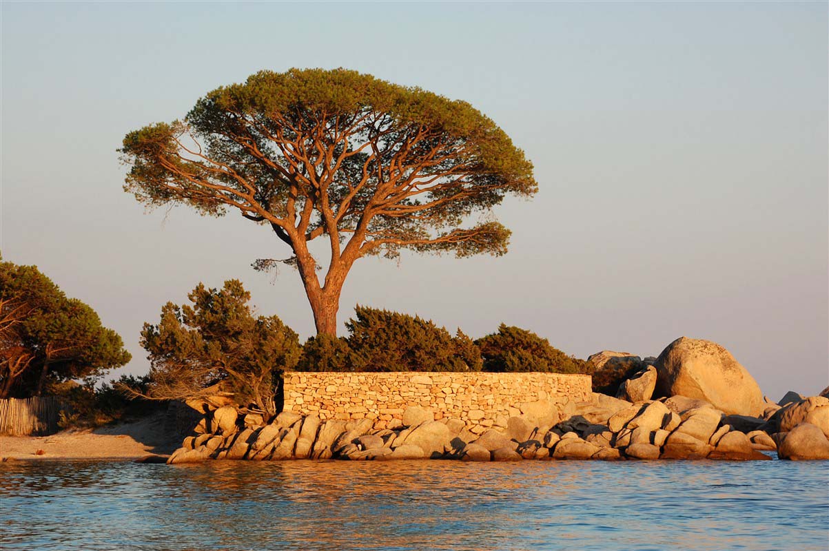 Tree - Corsica - France