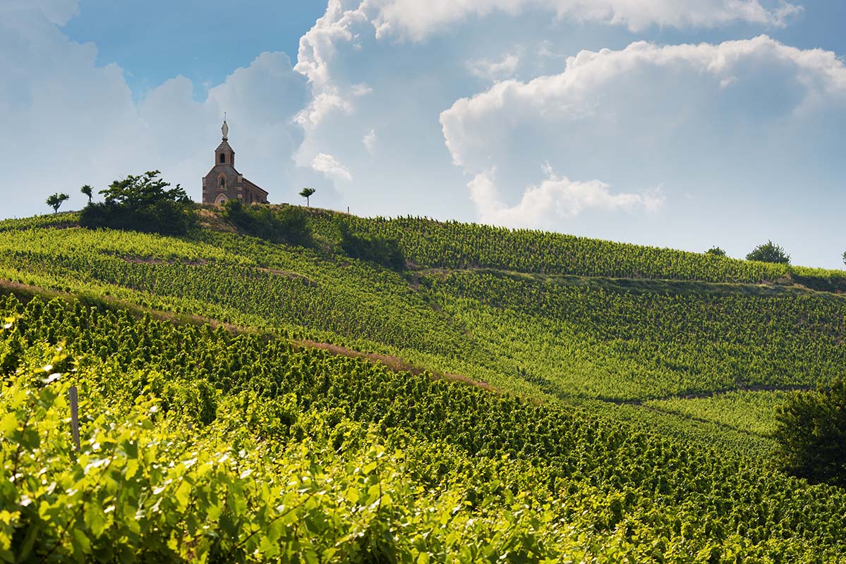 Vineyard - Burgundy - France