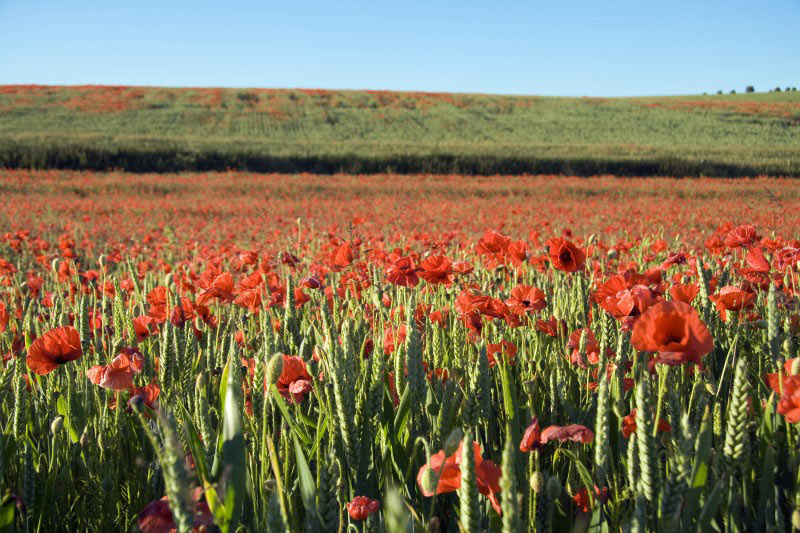 Field poppy - England
