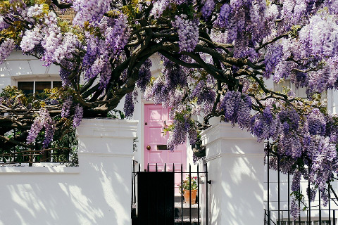 Glycine - England