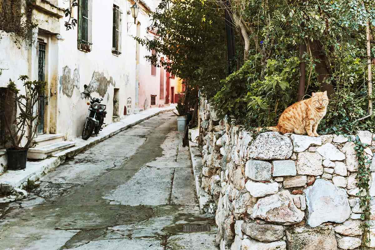 Cat in Athens - Greece