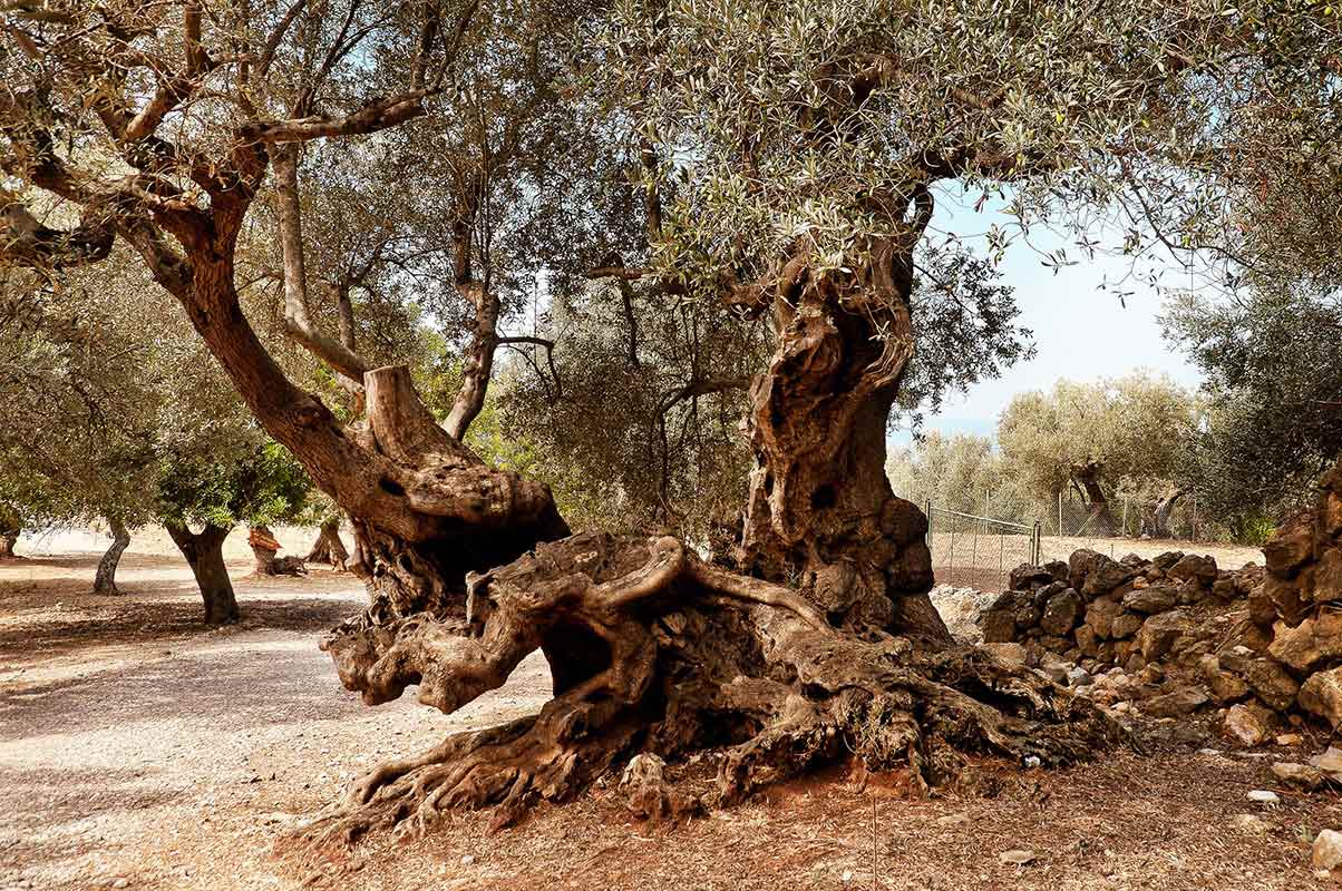 Tree in Greece