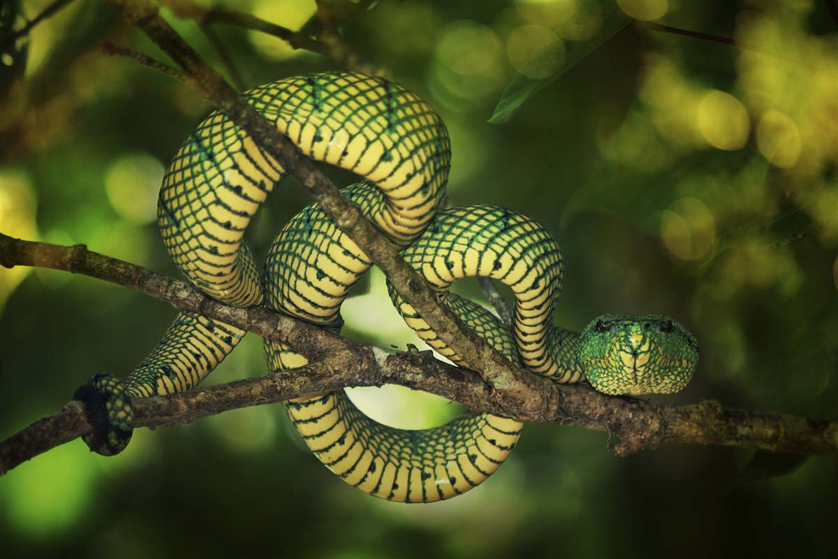 Snake in a trea - Indonesia