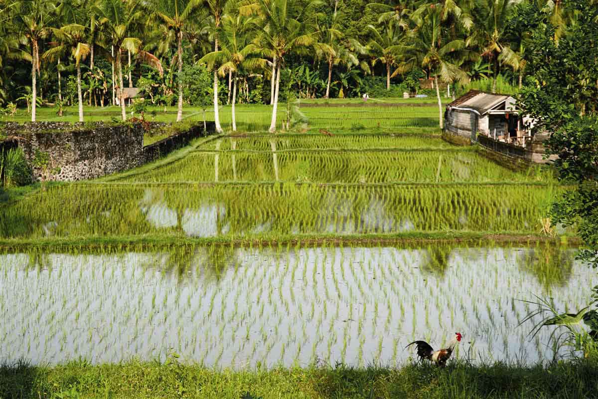 Ubud - Bali - Indonesia