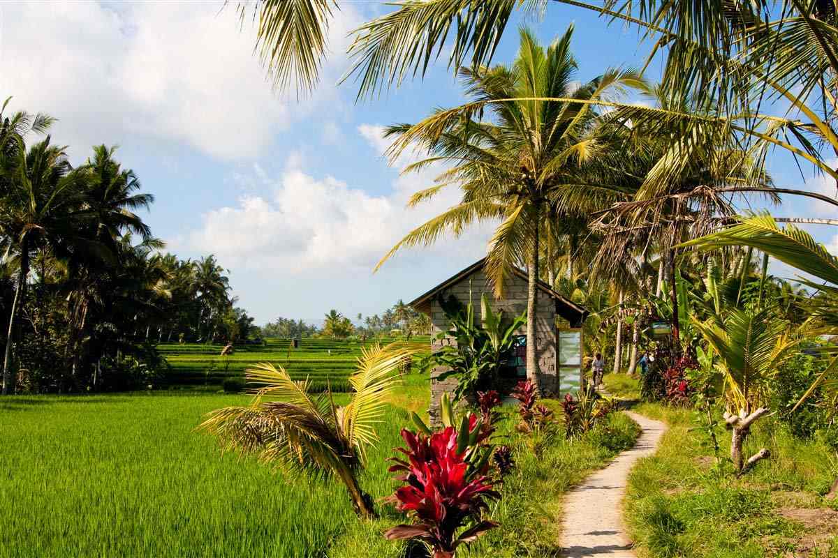 Ubud - Bali - Indonesia