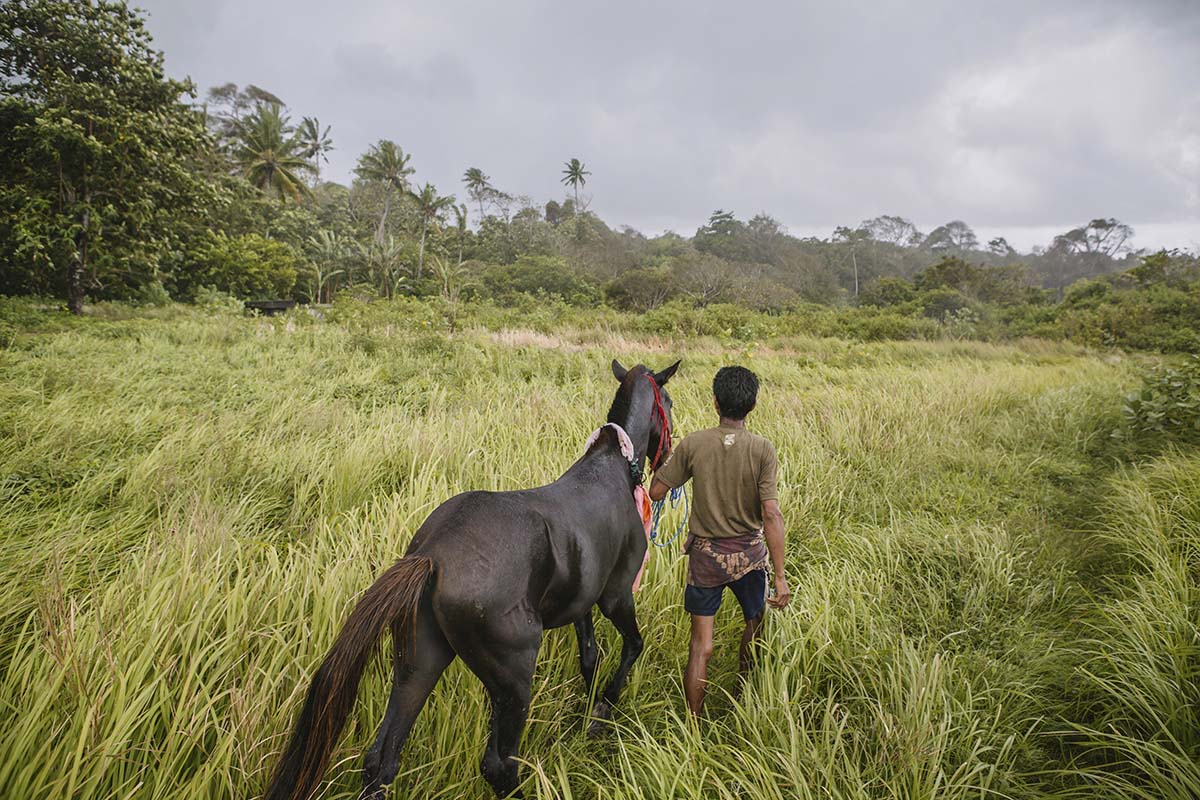 Horse and man - Indonesia