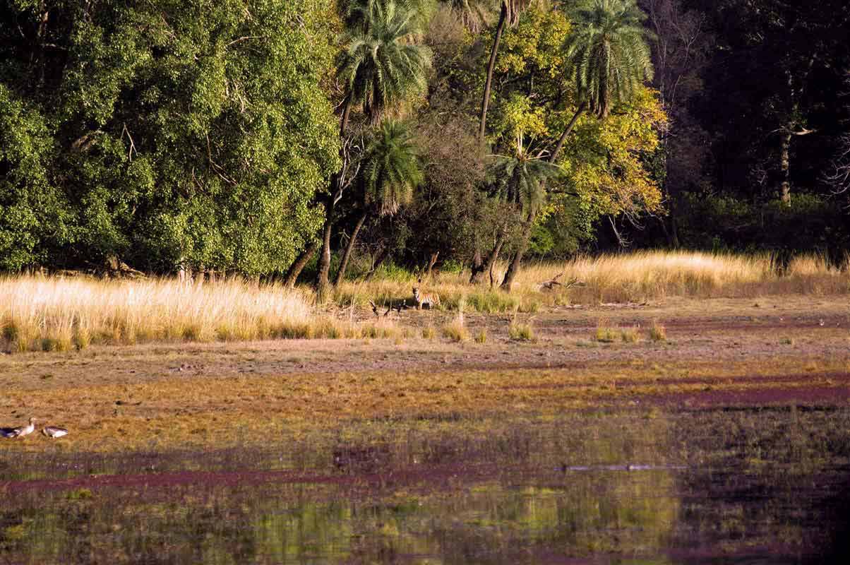 Ranthambore National Park - Rajasthan - India