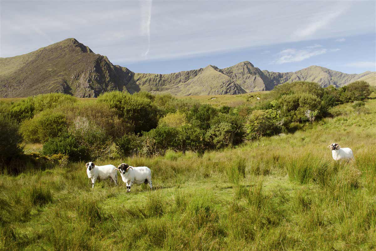 Seeps - Ireland - United Kingdom
