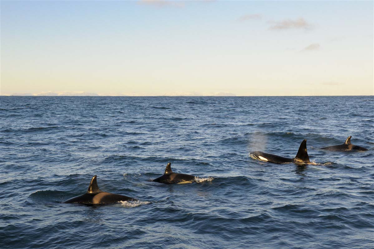 Orca - Iceland