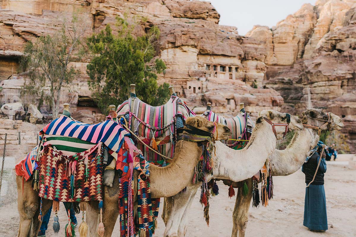 Camels in Petra - Jordan