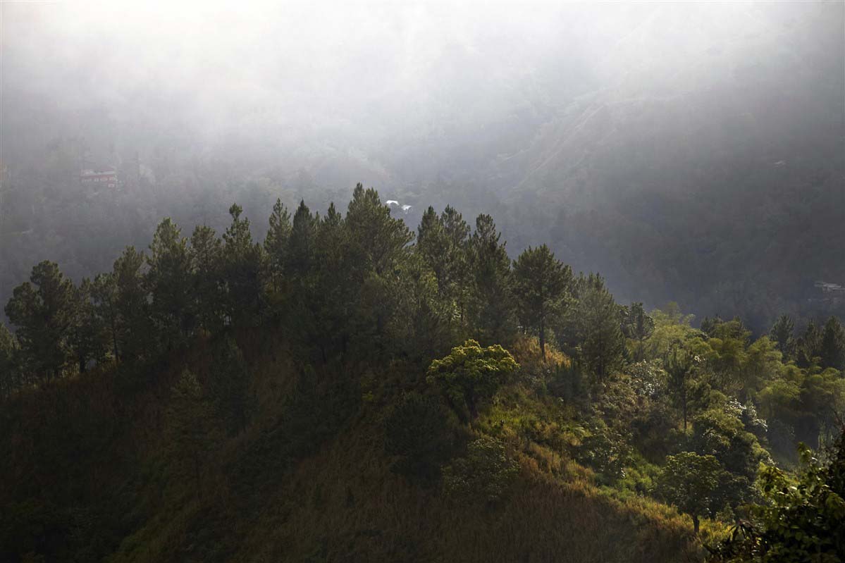 Mountain and forest - Jamaica