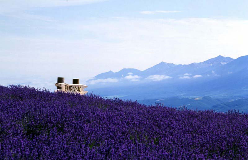 Furano Lavanda field - Japan