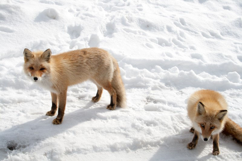 White fox in the snow - Japan